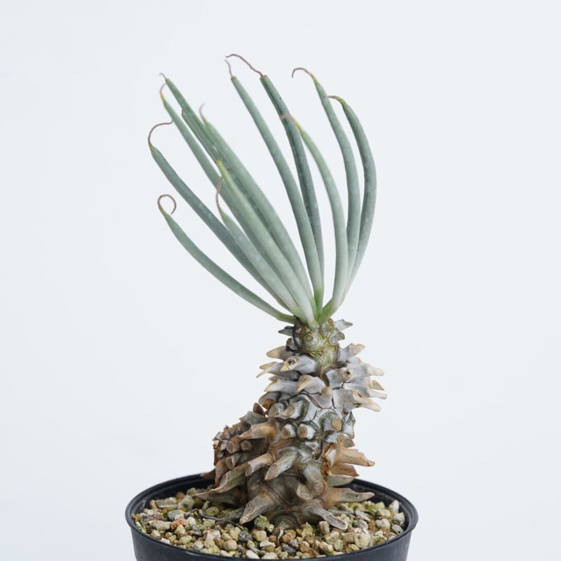 コレクション株 チレコドン ワリチー 超特大サイズ 発根定着済鉢ごと