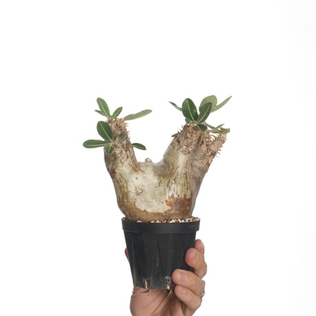 Pachypodium eburneum【発根済み】〈幹幅10.3cm〉