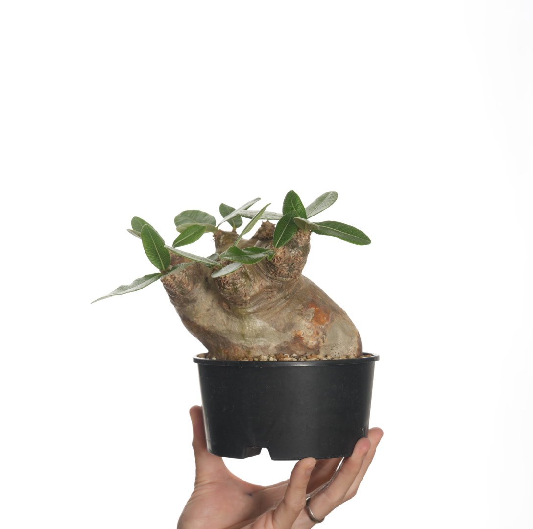 パキポディウム エブレネウム Pachypodium eburneum ⑤ 種子] パキポディウム エブレネウム Pachypodium rosulatum var