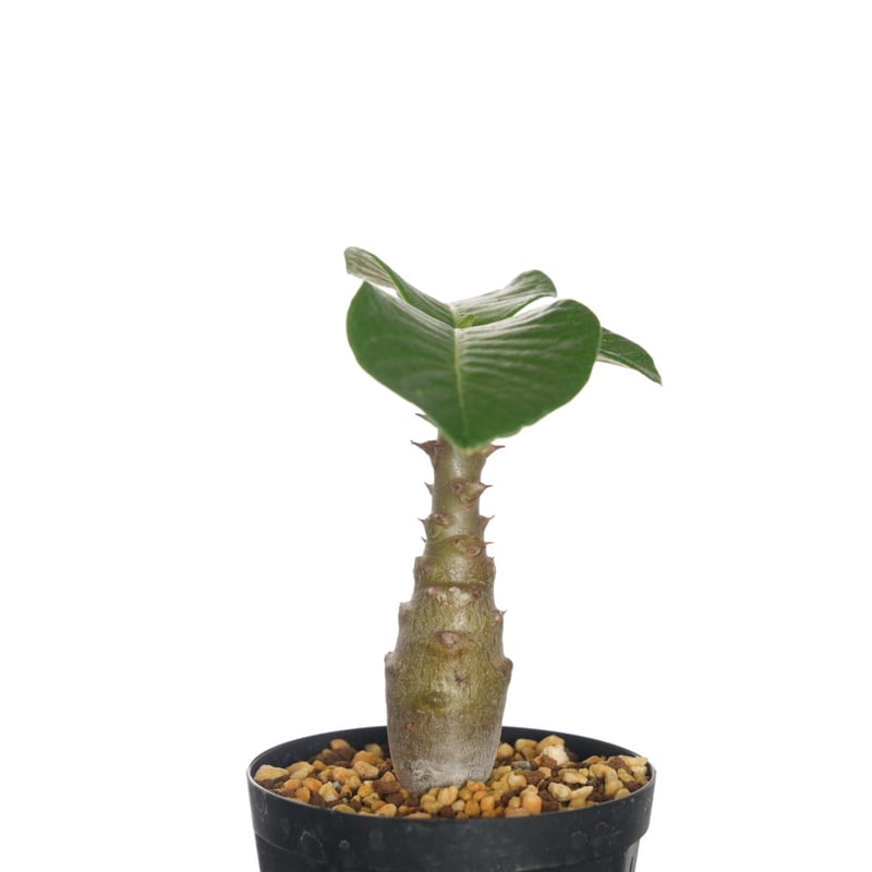 超希少 パキポディウム バロニー ダブルヘッド ツーヘッド 分頭 発根済 isla del pescado - Pachypodium baronii var. windsorii