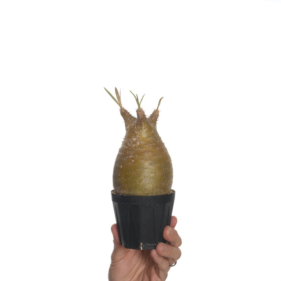 6822ba0c1f0e5a75e12d70ae