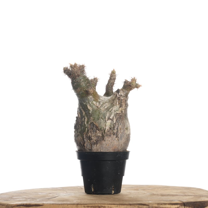 Pachypodium rosulatum var. gracilius 【発根済み】〈幹