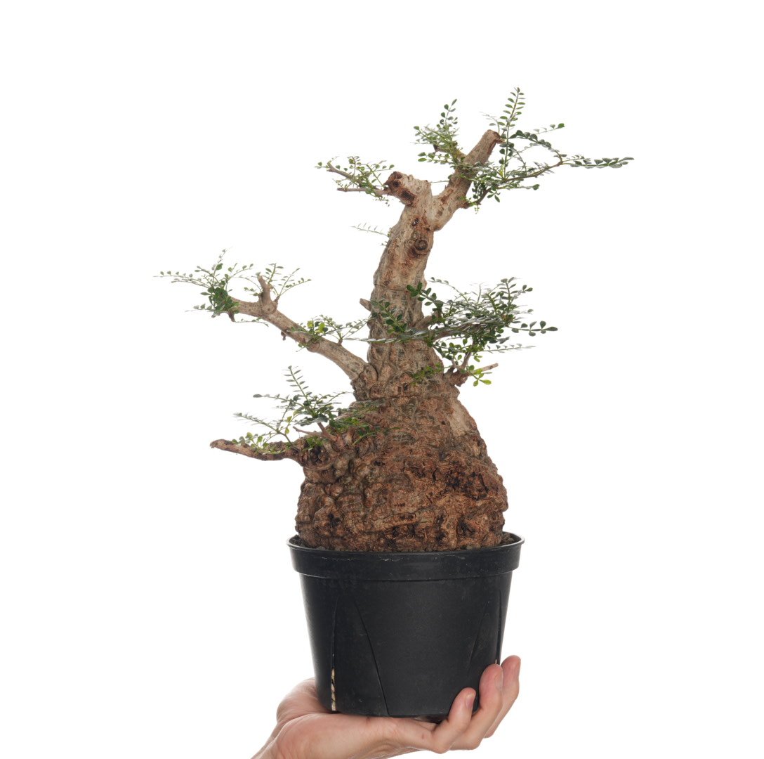 Operculicarya pachypus 三頭 国内根挿し育成 陶器鉢付き fit=scale-down,w=1200