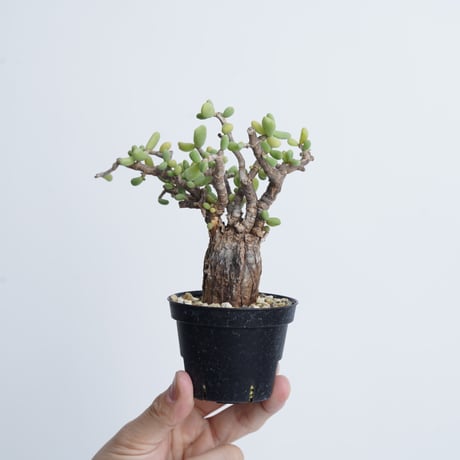 Ceraria pygmaea   【発根済み】〈幹幅3.5cm〉