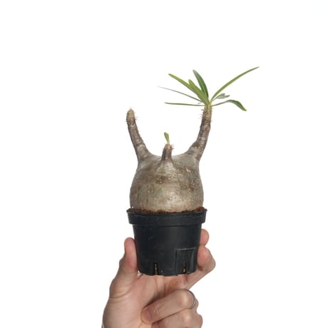 パキポディウムグラキリス | STORES