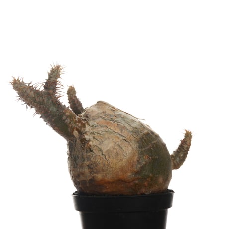 Pachypodium rosulatum var. gracilius   【発根済み】〈幹幅7.5cm〉