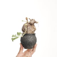 Pelargonium  triste ×Tomoharu Nakagawa植木鉢【発根済み】〈幹幅8.5cm〉