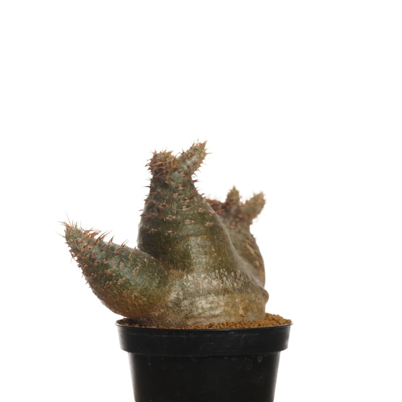 Pachypodium rosulatum var. gracilius 【発根済み】〈草