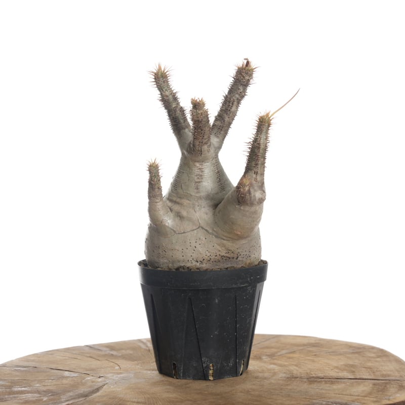 Pachypodium rosulatum var. gracilius 【発根済み】〈幹