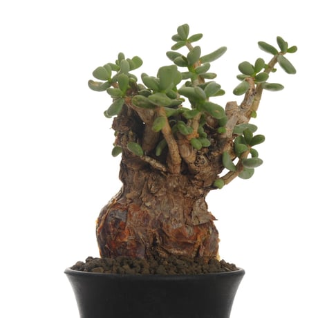 Ceraria pygmaea   【発根済み】〈幹幅6.1cm〉