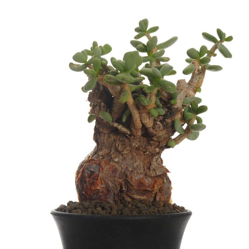 Ceraria pygmaea 【発根済み】〈幹幅6.1cm〉 | QSPLANT