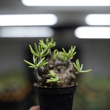 《ｷｭｰｴｽ ﾉ ｿｳｺｲﾁ5 ｵﾝﾗｲﾝ》Tylecodon pearsonii 【発根済み】〈幹幅5.3cm〉 no.3