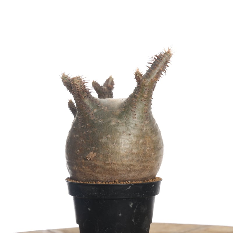 Pachypodium rosulatum var. gracilius 【発根済み】〈幹