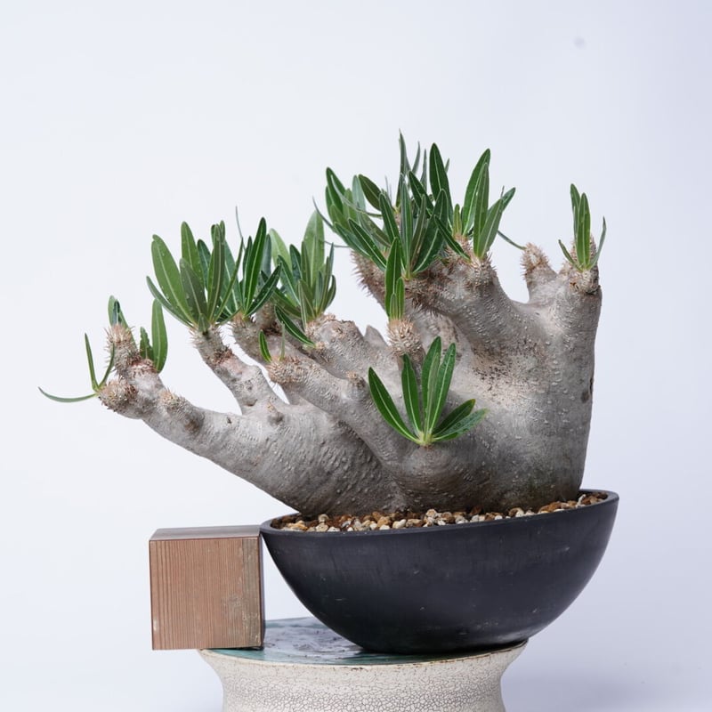 Pachypodium rosulatum var. inopinatum 〈幹幅15.2cm