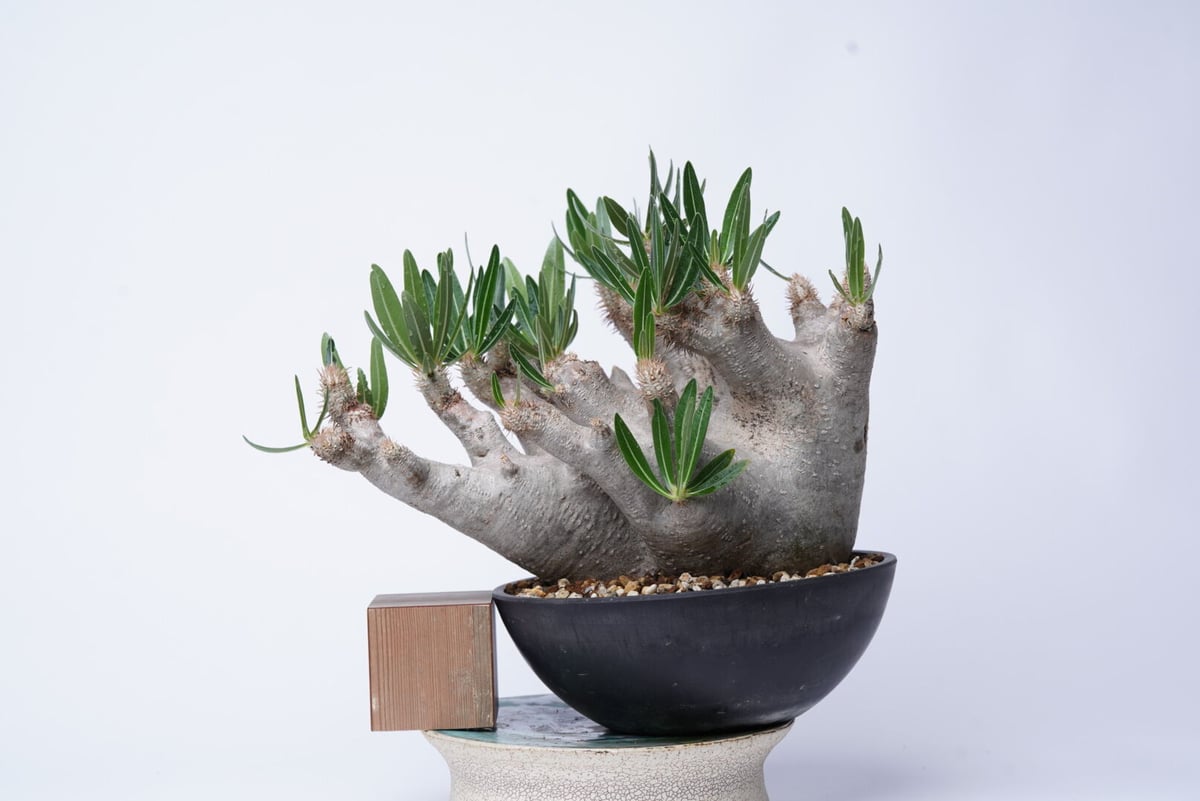 パキポディウムイノピナツム Pachypodium inopinatum Pachypodium inopinatum パキポディウム イノピナツム 未発根 | m