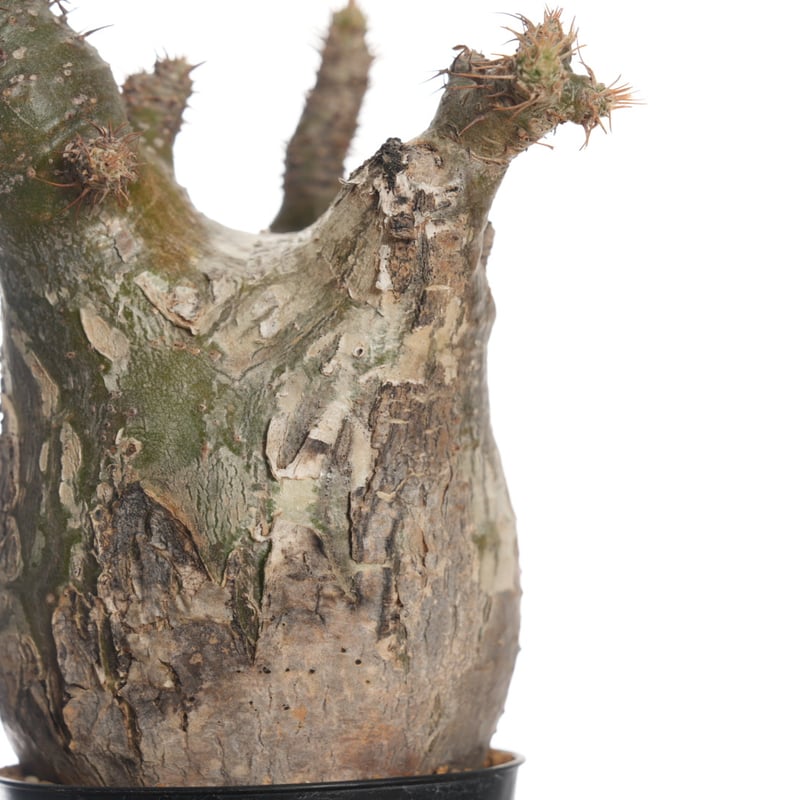Pachypodium rosulatum var. gracilius 【発根済み】〈幹