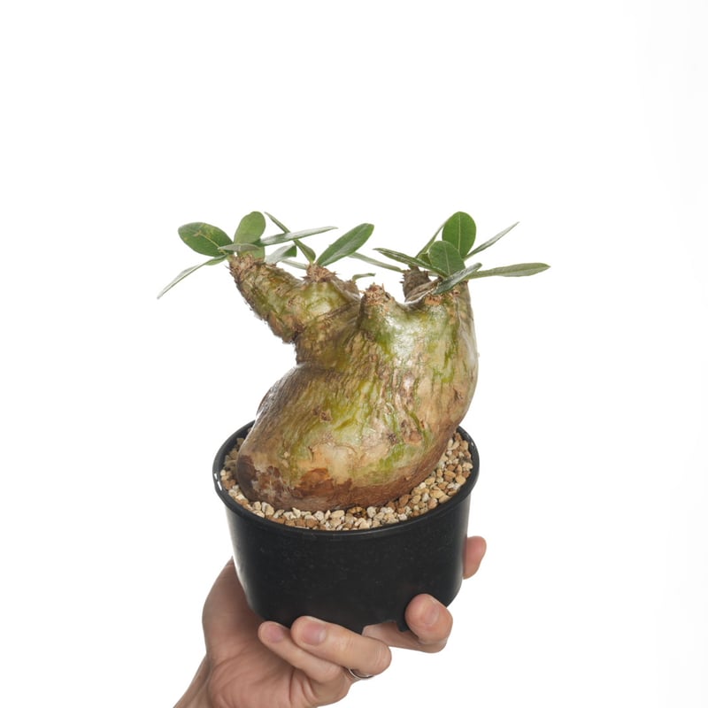 パキポディウム エブレネウム 発根活着済み パキポディウム エブレネウム 発根活着済み パキポディウムエ