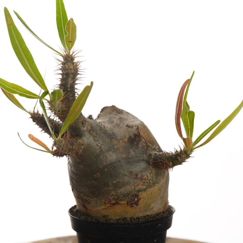 Pachypodium rosulatum var. gracilius 【発根済み】〈幹