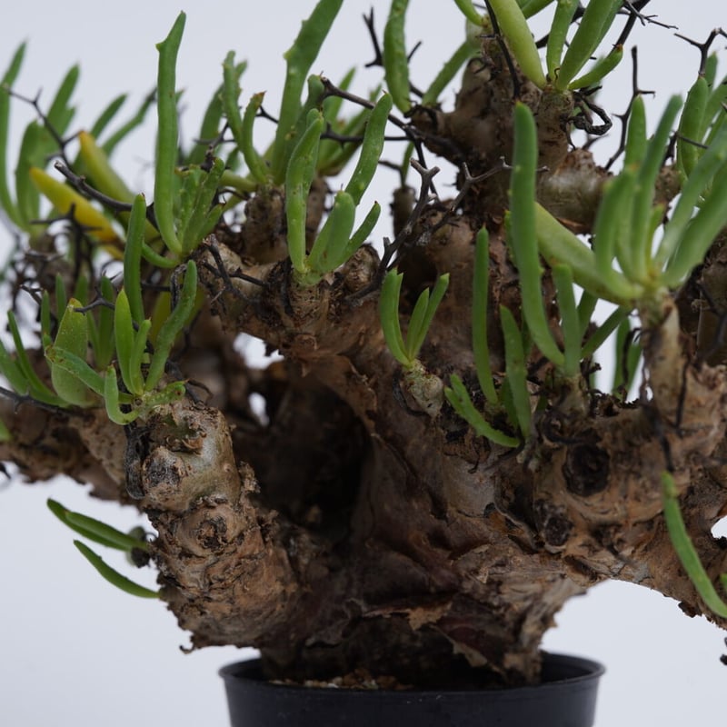 ネ7171 「現地株」チレコドン レティキュラータス 万物想 小 植え【未