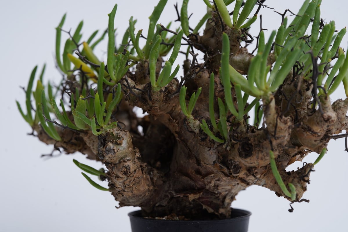 Tylecodon reticulatus 万物想 【発根済み】〈幹幅5.8cm〉 | QSP