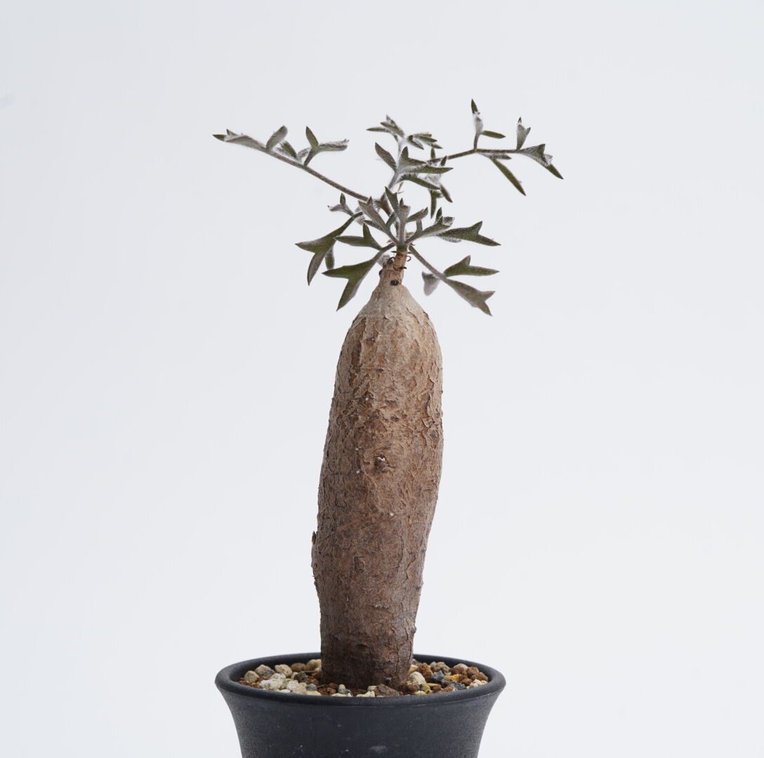 キフォステンマ　モンタグナッキー現地球　発根済 キフォステンマモンタグナッキー現地球発根済