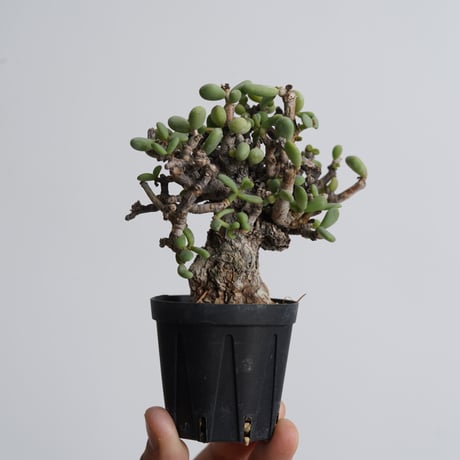 Ceraria pygmaea   【発根済み】〈幹幅3.2cm〉