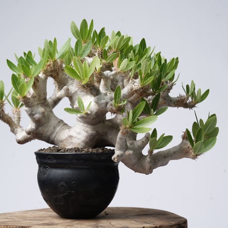 Pachypodium brevicalyx × Tomoharu Nakagawa植木鉢【発根済み】