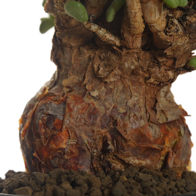 Ceraria pygmaea 【発根済み】〈幹幅6.1cm〉 | QSPLANT