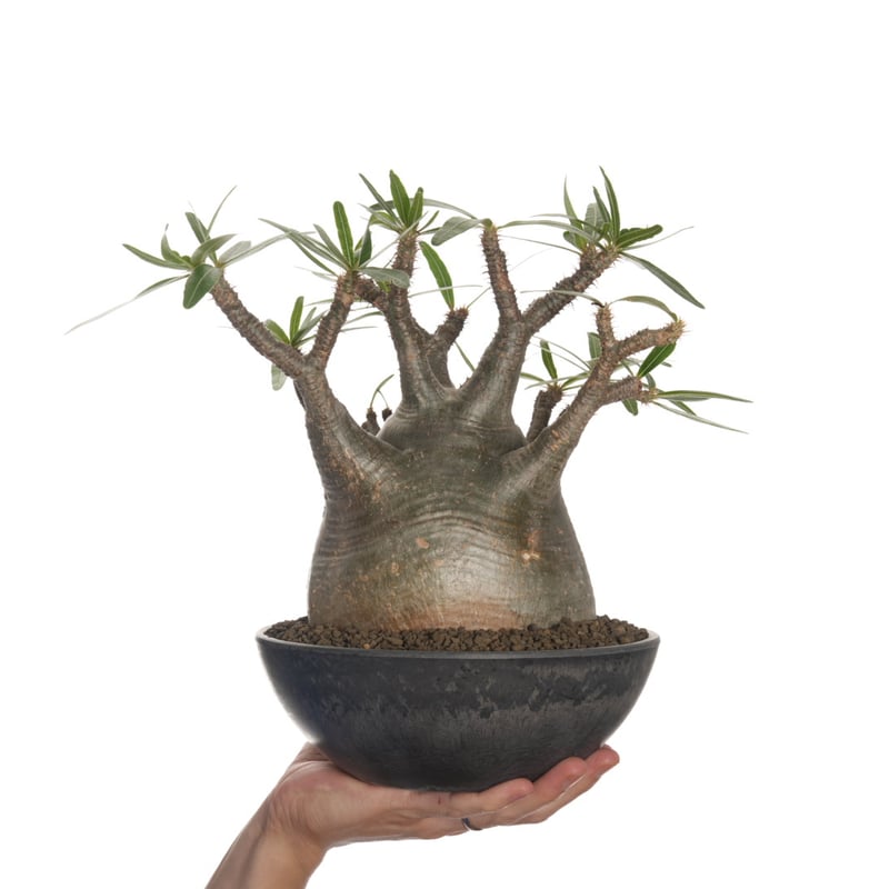 Pachypodium rosulatum var. gracilius 【発根済み】〈幹