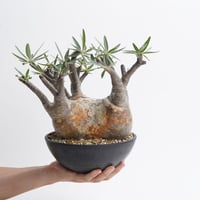 Pachypodium rosulatum var. gracilius   【発根済み】〈幹幅17.1cm〉