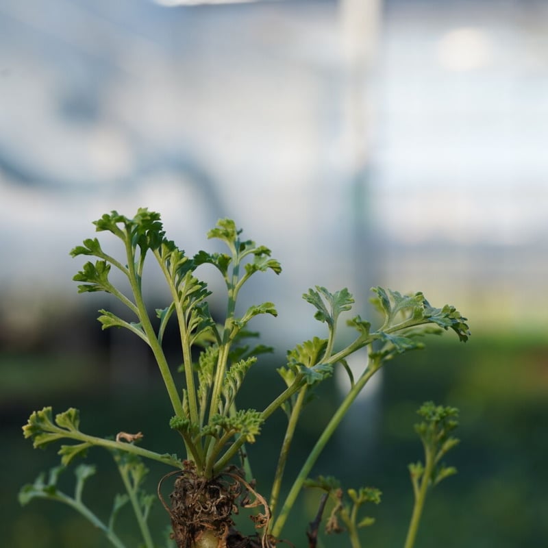 Pelargonium crithmifolium 【発根済み】 〈幹幅3.6cm〉 |