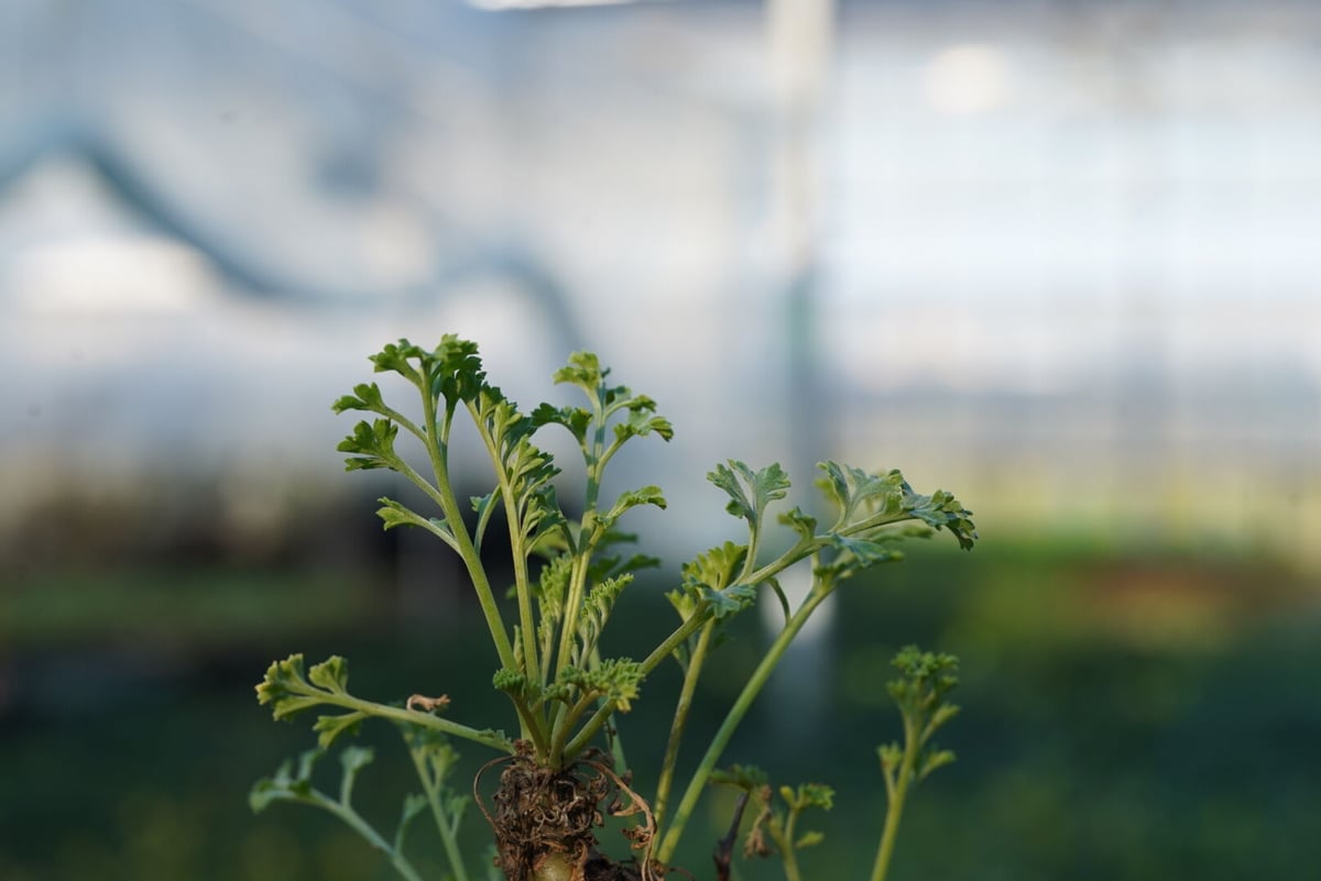 Pelargonium crithmifolium 【発根済み】 〈幹幅3.6cm〉 |