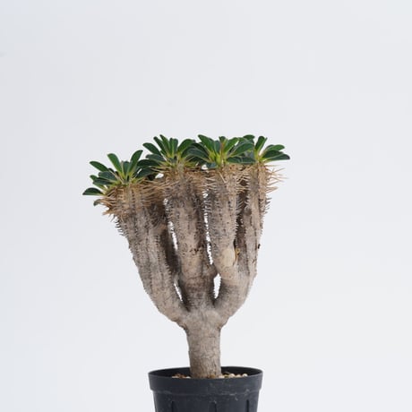 Euphorbia guillauminiana【発根済み】〈幹幅1.6cm〉