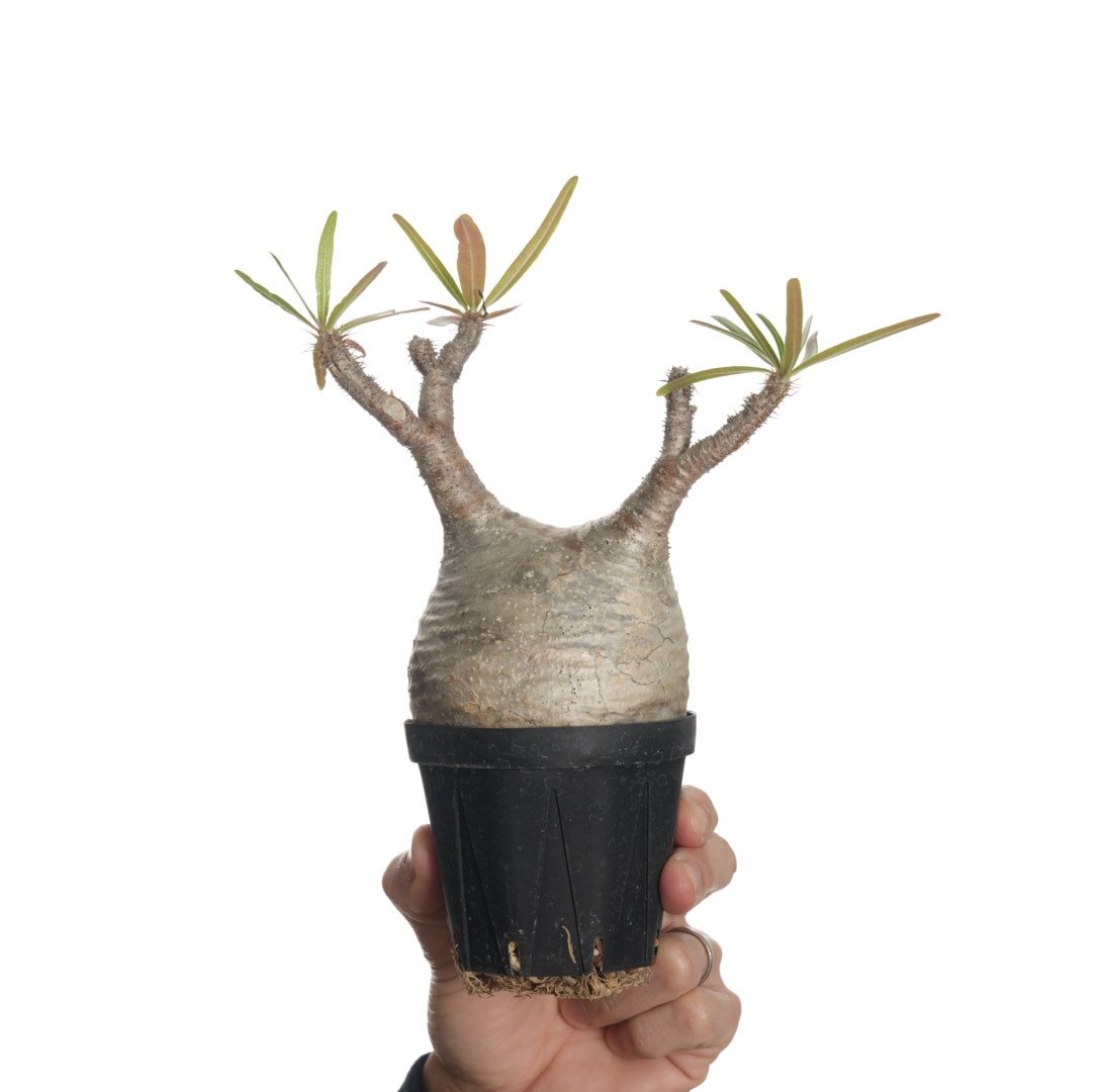 Pachypodium rosulatum var. gracilius 【発根済み】〈幹