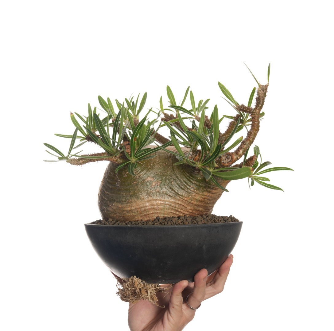 Pachypodium rosulatum var. gracilius 【発根済み】〈幹