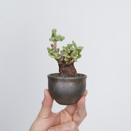 Ceraria pygmaea×Tomoharu Nakagawa植木鉢【発根済み】〈幹幅3.4cm〉