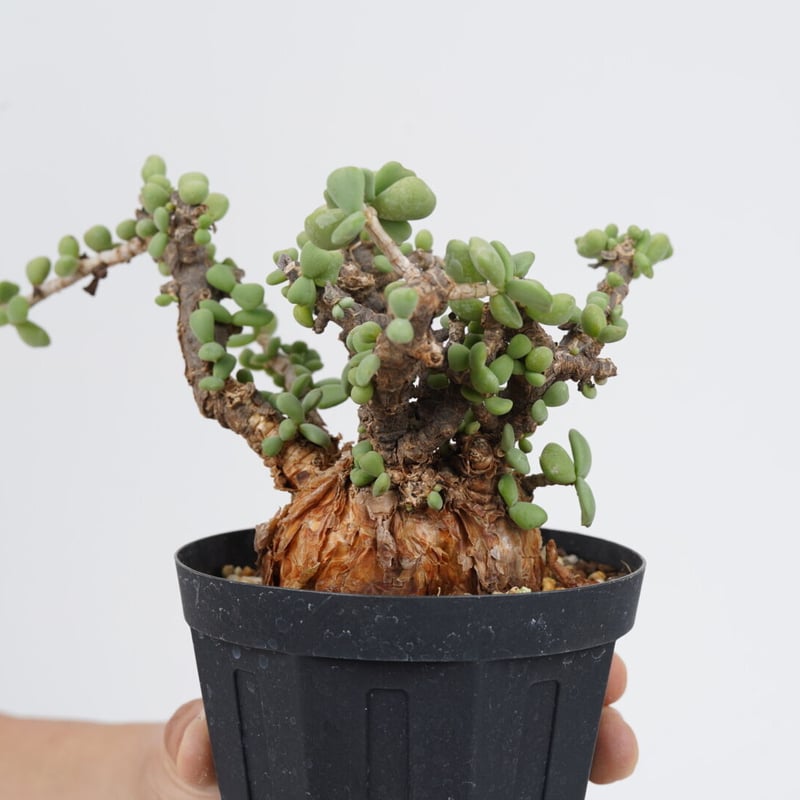 【国内採種】Ceraria Pygmaea seeds 新鮮種子50粒 種子 ケラリア ピグマエア : 多肉植物のお店 彩香 Yahoo!店