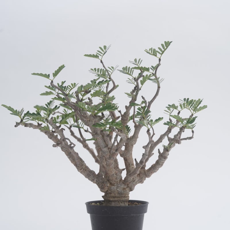 センナ メリディオナリス 爆大 現地発根済み 1メートル近く センナ