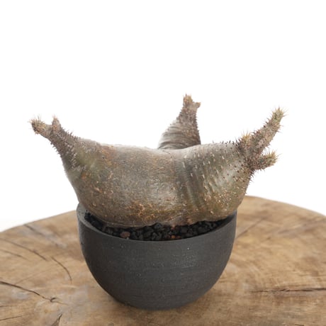 Pachypodium rosulatum var. gracilius × orokupot【発根済み】〈草幅15.5cm〉