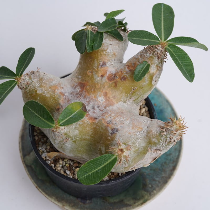 Pachypodium eburneum〈幹幅15.7cm〉 | QSPLANT Pachypodium eburneum〈幹幅15.7cm〉 | QSPLANT