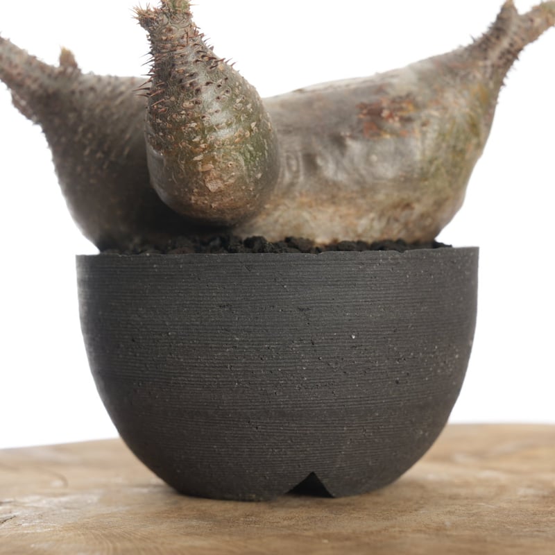 Pachypodium rosulatum var. gracilius × orokupot