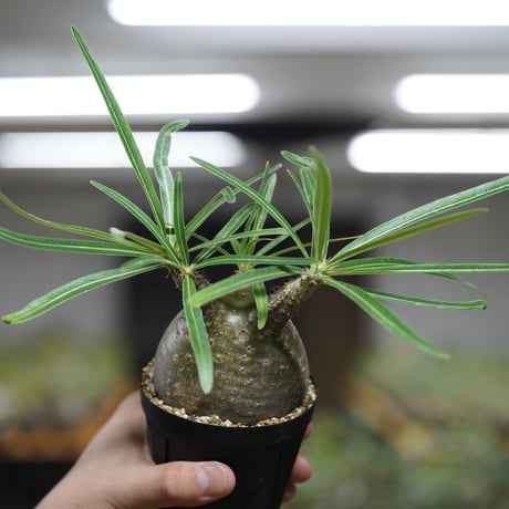《ｷｭｰｴｽ ﾉ ｿｳｺｲﾁ5 ｵﾝﾗｲﾝ》Pachypodium rosulatum var. gracilius【発根済み】〈幹幅約7.7cm〉 no.24