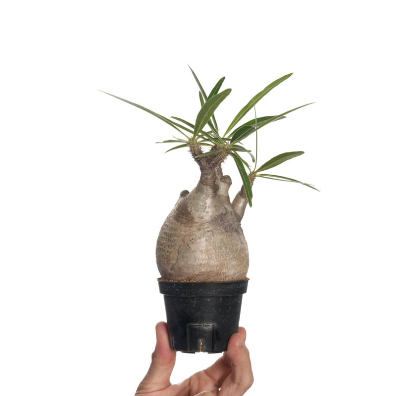 Pachypodium rosulatum var. gracilius 【発根済み】〈幹