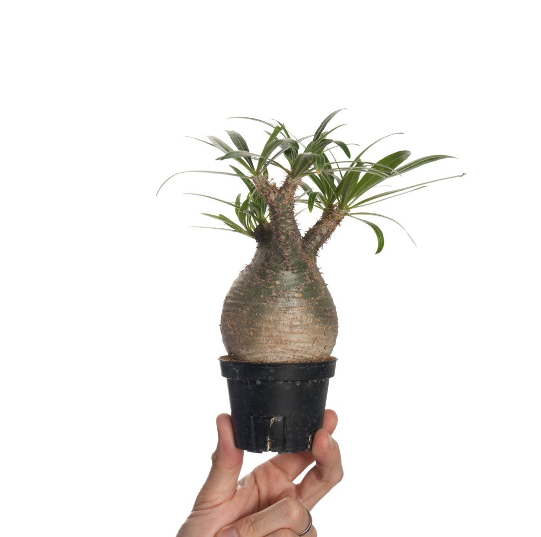 Pachypodium rosulatum var. gracilius 【発根済み】〈幹