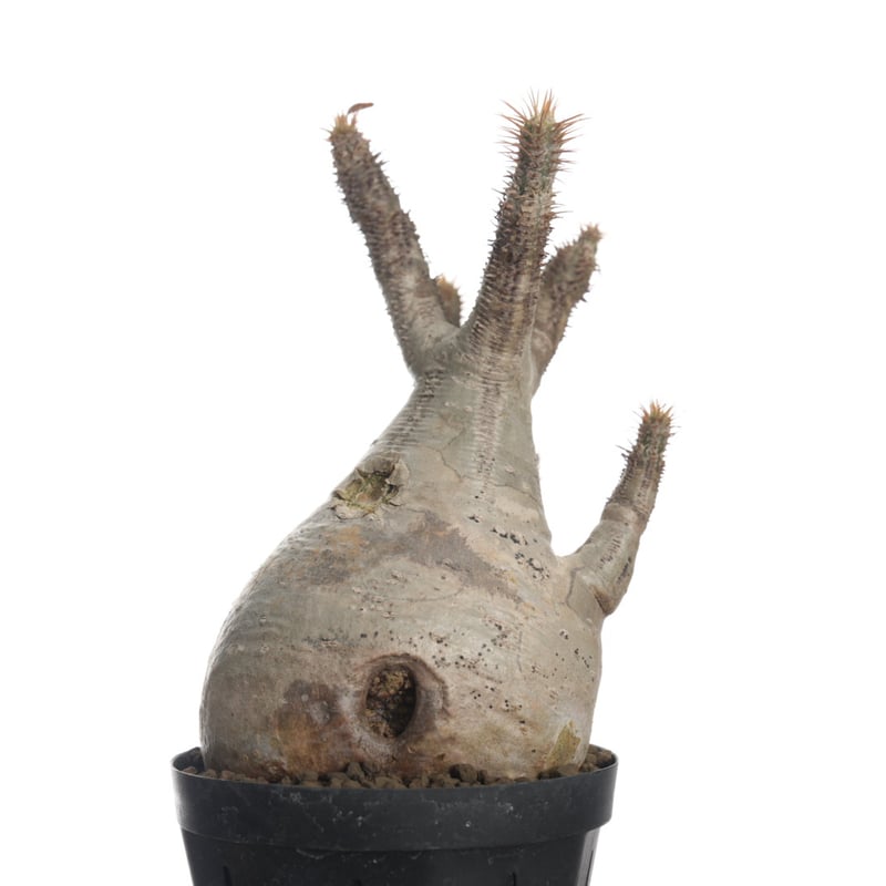 Pachypodium rosulatum var. gracilius 【発根済み】〈幹