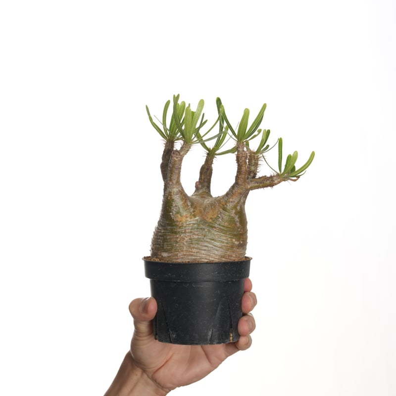 Pachypodium rosulatum var. gracilius 【発根済み】〈幹