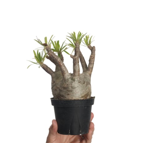 未開封PachypodiumGracilius Var.AUTUMNLEAVES 未開封PachypodiumGracilius Var.AUTUMNLEAVES 未開封