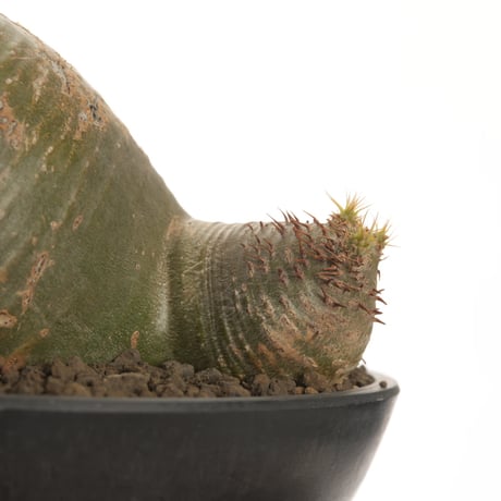 Pachypodium rosulatum var. gracilius   【発根済み】〈草幅24.5cm〉
