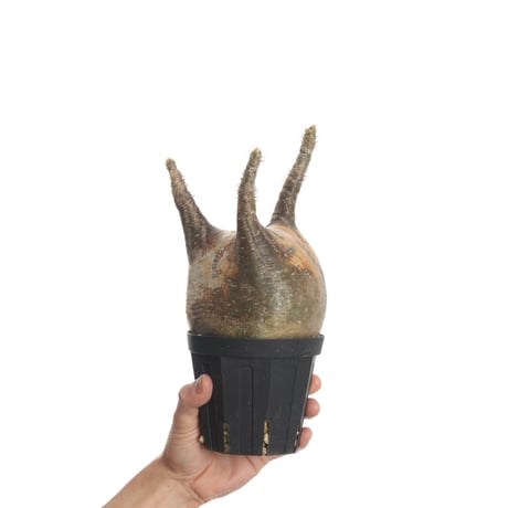 Pachypodium rosulatum var. gracilius   【発根済み】〈幹幅12.0cm〉