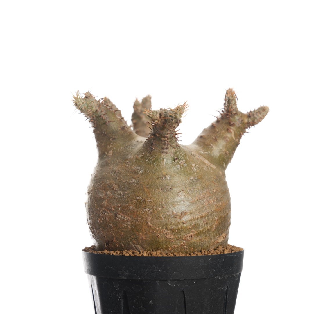 バリエム鉢　Pachypodium rosulatum gracilius Pachypodium rosulatum var. gracilius 【発根済み】〈幹